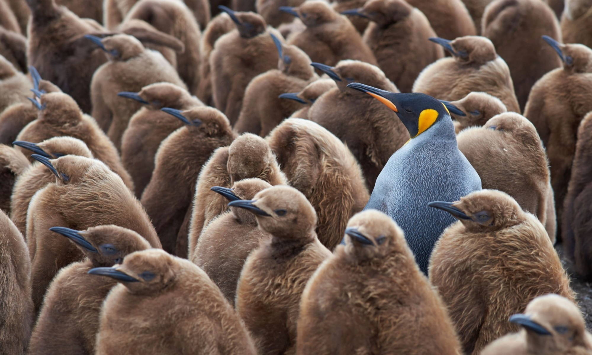 Huddle of emperor penguins