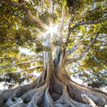 View of large oak tree, looking up from the bottom, sun shining through the canopy